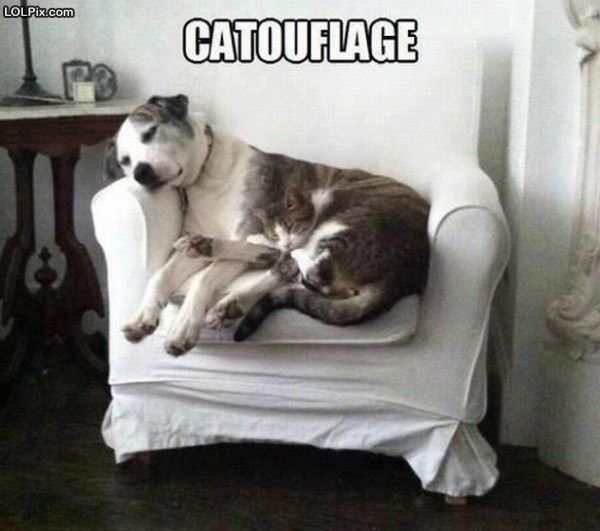 Name:  catouflage.jpg
Views: 1134
Size:  45.6 KB