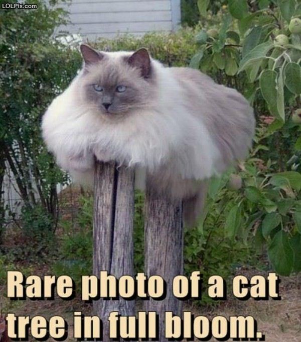 Name:  catree.jpg
Views: 1223
Size:  77.6 KB