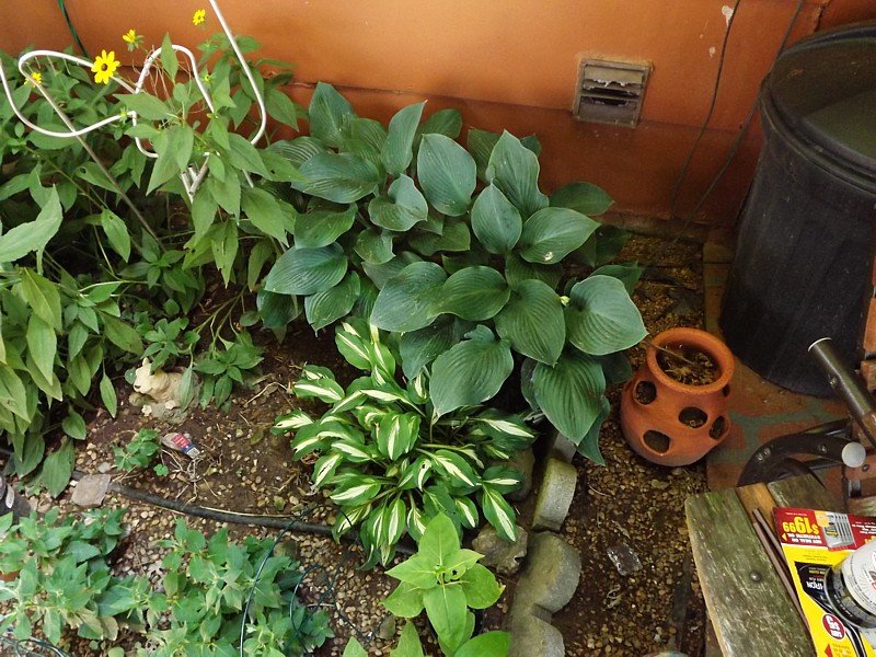 Name:  Hosta1.jpg
Views: 291
Size:  164.2 KB
