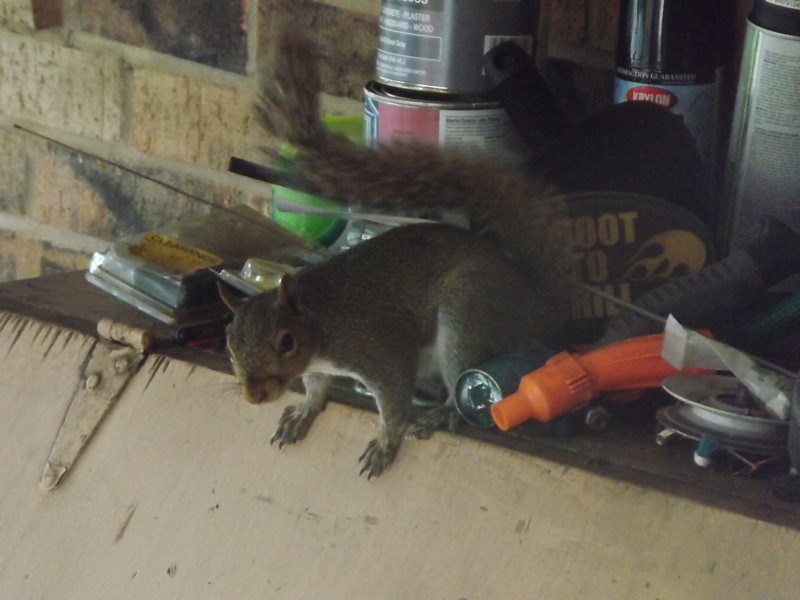 Name:  Rocky The Thieving Squirrel.jpg
Views: 338
Size:  116.2 KB
