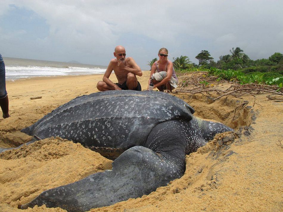 Name:  giantleatherbackseaturtle.jpg
Views: 2678
Size:  152.8 KB