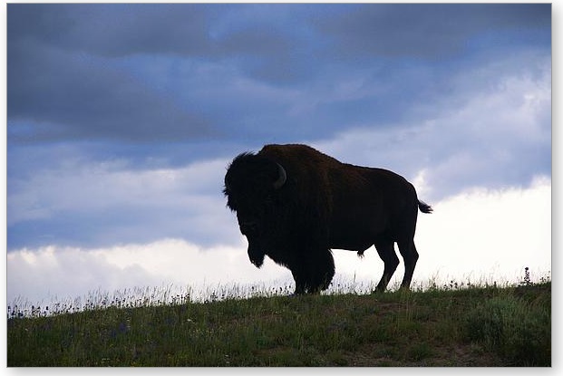 Name:  bison.jpg
Views: 245
Size:  60.7 KB