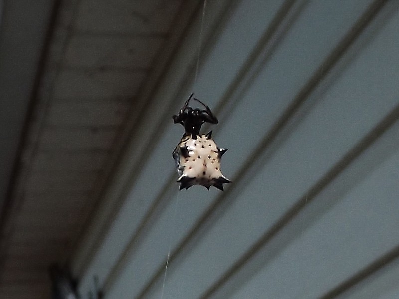 Name:  Spiny Orb-Weaver 1.jpg
Views: 2553
Size:  99.1 KB
