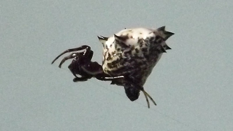 Name:  Spiny Orb-Weaver 2.jpg
Views: 2302
Size:  80.6 KB