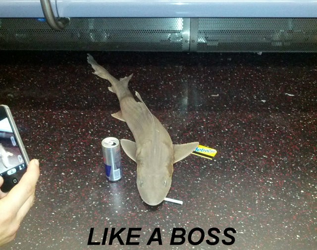 Name:  subwayshark.jpg
Views: 658
Size:  98.8 KB