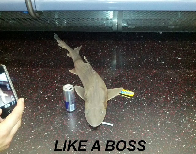 Name:  subwayshark.jpg
Views: 588
Size:  98.8 KB