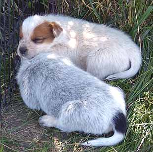 Name:  mypuppy.jpg
Views: 566
Size:  49.4 KB