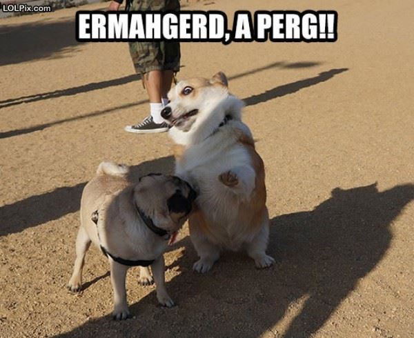Name:  ermahgerd.jpg
Views: 613
Size:  55.0 KB