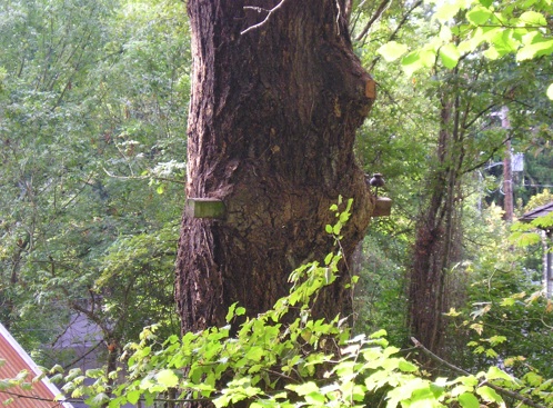 Name:  TreeService.jpg
Views: 503
Size:  122.4 KB