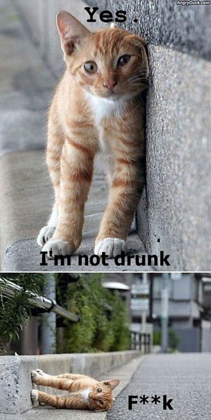 Name:  Im_Not_Drunk.jpg
Views: 541
Size:  60.6 KB