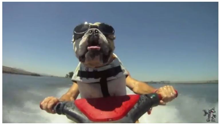 Name:  bulldogjetski.JPG
Views: 620
Size:  34.1 KB