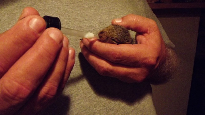 Name:  Orphan Rocky.jpg
Views: 909
Size:  102.0 KB
