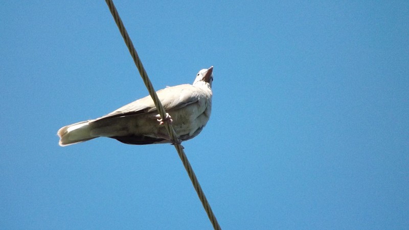 Name:  Dove upskirt.jpg
Views: 341
Size:  83.7 KB
