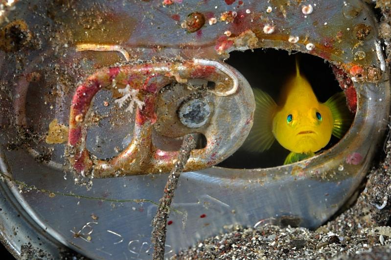 Name:  goby1.jpg
Views: 611
Size:  88.3 KB