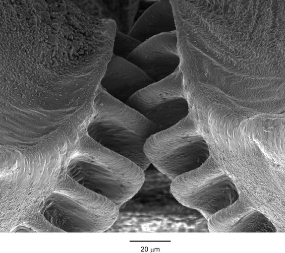 Name:  insect-gears.jpg
Views: 374
Size:  104.4 KB