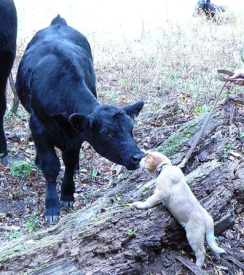 Name:  firstkiss.jpg
Views: 378
Size:  89.9 KB