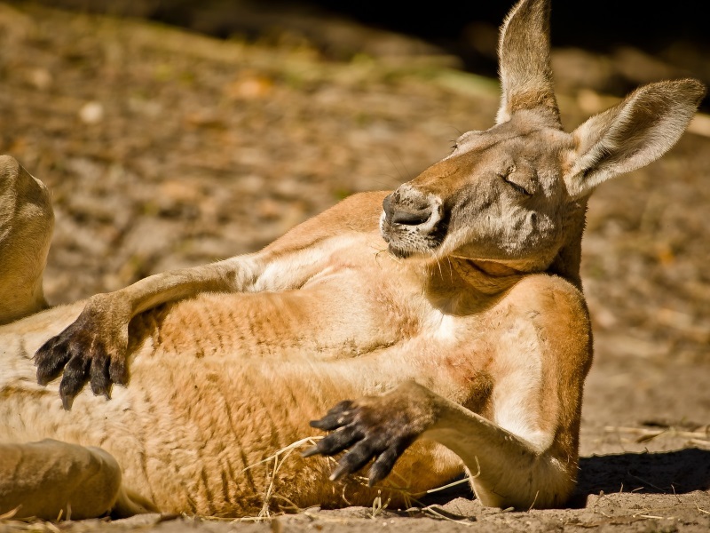 Name:  chilaroo.jpg
Views: 551
Size:  169.6 KB