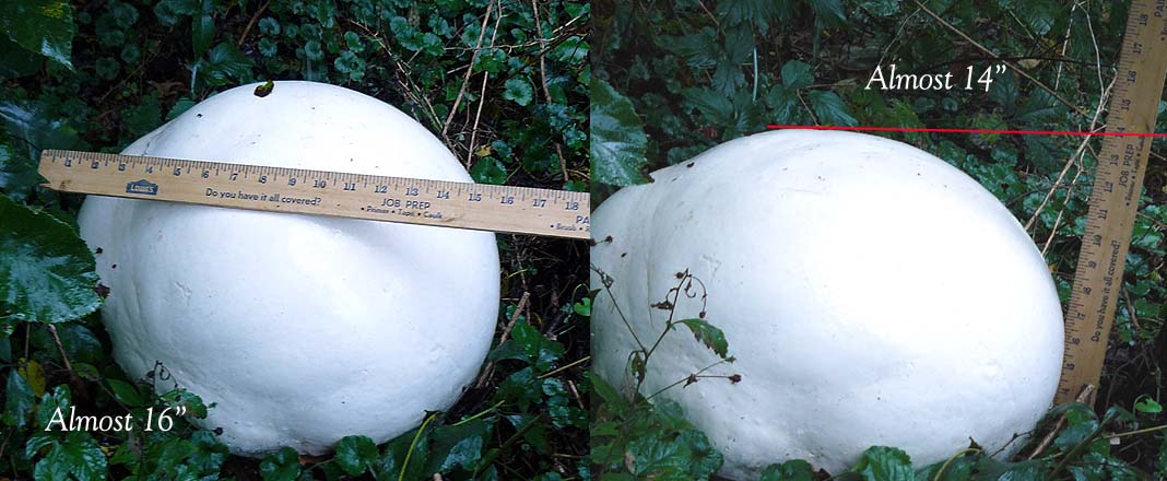 Name:  massiveMushroom.jpg
Views: 1199
Size:  93.9 KB