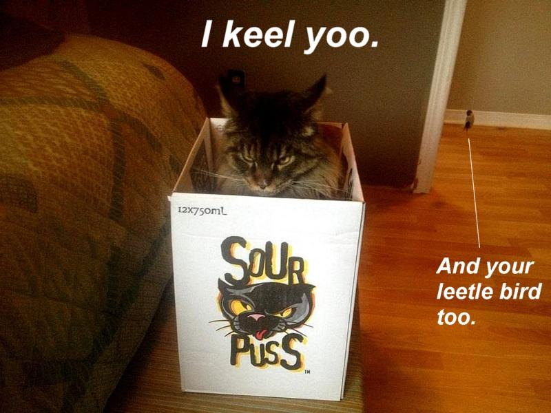 Name:  angrypuss.jpg
Views: 392
Size:  67.6 KB