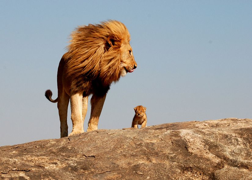 Name:  mufasaandsimba.jpg
Views: 612
Size:  83.8 KB