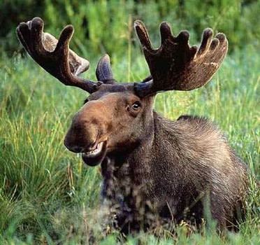 Name:  photogenic moose.jpg
Views: 6626
Size:  54.3 KB