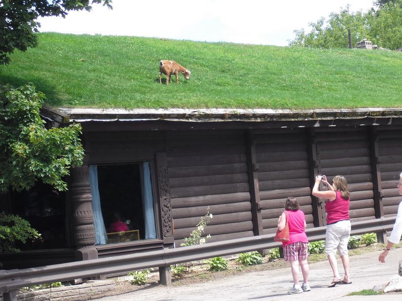 Name:  goatandgrassroof.jpg
Views: 5866
Size:  128.9 KB
