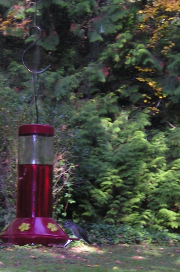 Name:  Hummer_131109.jpg
Views: 2867
Size:  86.6 KB