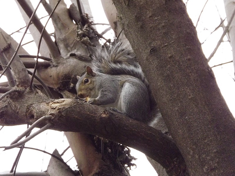 Name:  coco the nutty squirrel 1.jpg
Views: 3019
Size:  171.9 KB