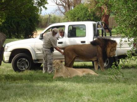 Name:  Lion.jpg
Views: 731
Size:  35.0 KB