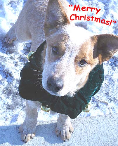 Name:  LucasXmas.jpg
Views: 387
Size:  72.7 KB
