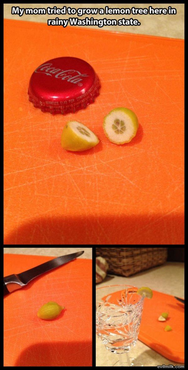 Name:  Lemons_In_Washington.jpg
Views: 3507
Size:  102.6 KB