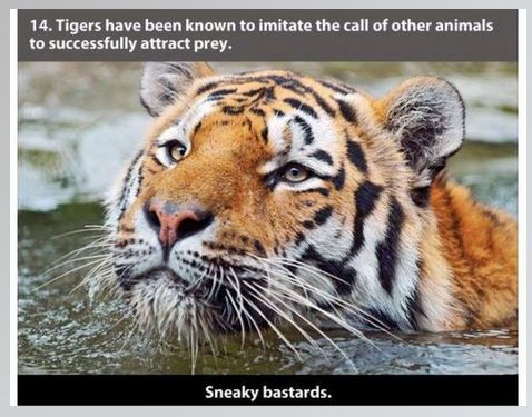 Name:  sneaky.JPG
Views: 570
Size:  51.8 KB