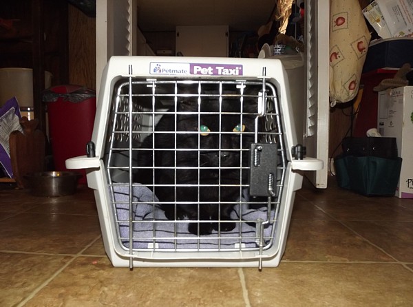 Name:  nothappehkitteh.jpg
Views: 454
Size:  104.9 KB