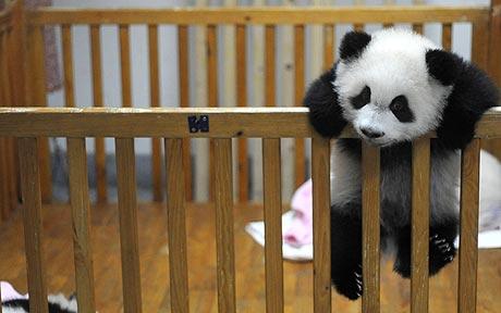 Name:  panda.jpg
Views: 741
Size:  22.9 KB