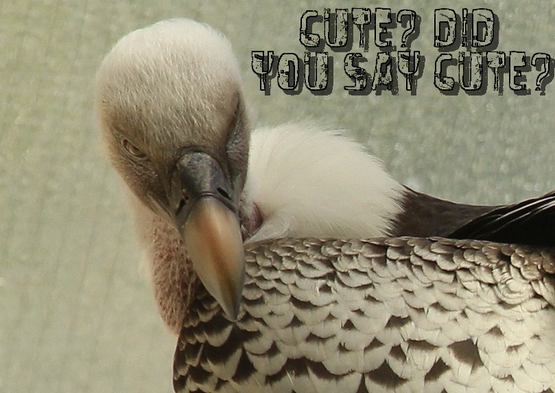 Name:  scr_cute.jpg
Views: 212
Size:  116.6 KB