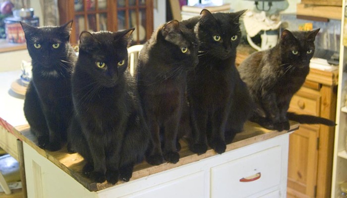 Name:  blackcat5.jpg
Views: 3587
Size:  68.5 KB