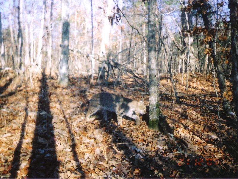 Name:  Bobcat on TrailCam.jpg
Views: 31791
Size:  115.4 KB
