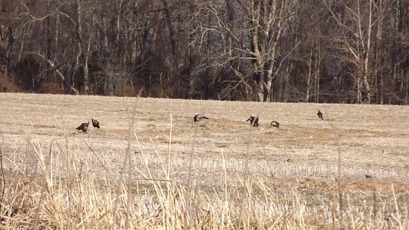 Name:  Turkeys.jpg
Views: 360
Size:  144.3 KB