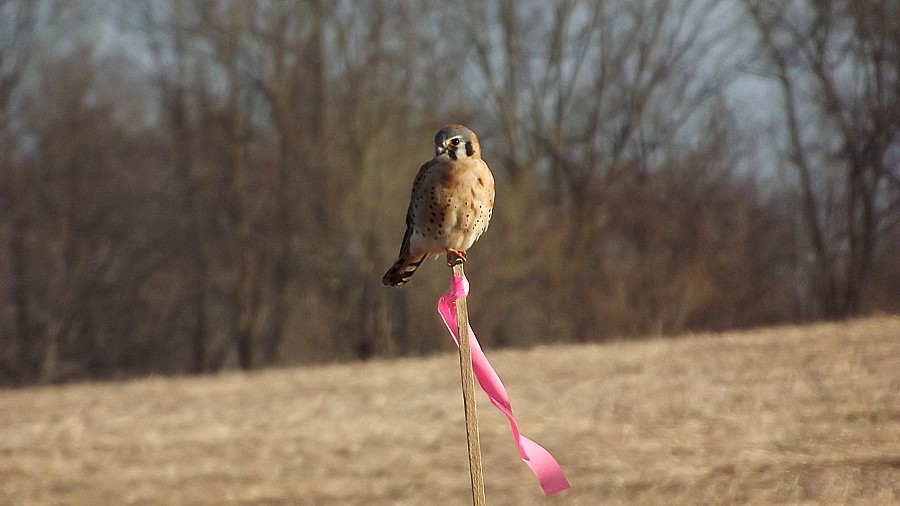 Name:  Kestrel 1.jpg
Views: 385
Size:  119.6 KB