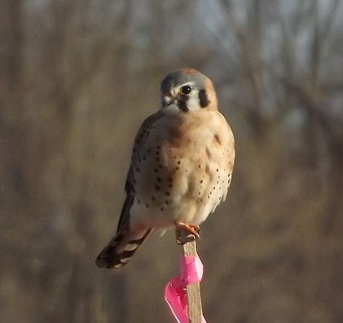 Name:  Kestrel 2.JPG
Views: 364
Size:  29.3 KB