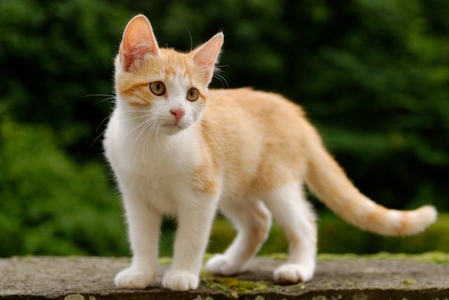 Name:  kitten.jpg
Views: 2448
Size:  31.9 KB