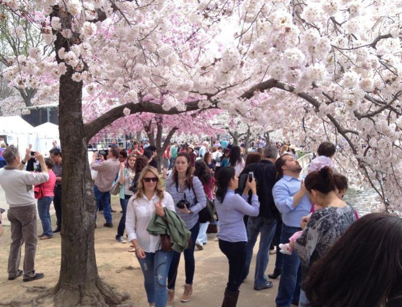 Name:  cherry crowd.jpg
Views: 885
Size:  108.5 KB