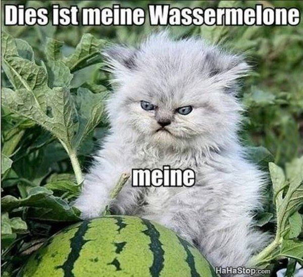 Name:  My_Watermelon.jpg
Views: 472
Size:  77.0 KB