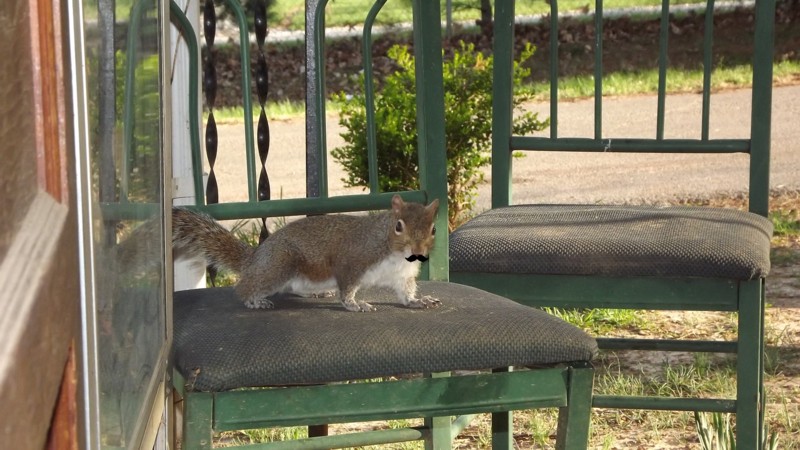 Name:  inigomonsquirrelya.jpg
Views: 2587
Size:  143.6 KB