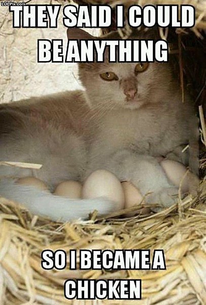 Name:  chickencat.jpg
Views: 443
Size:  78.0 KB