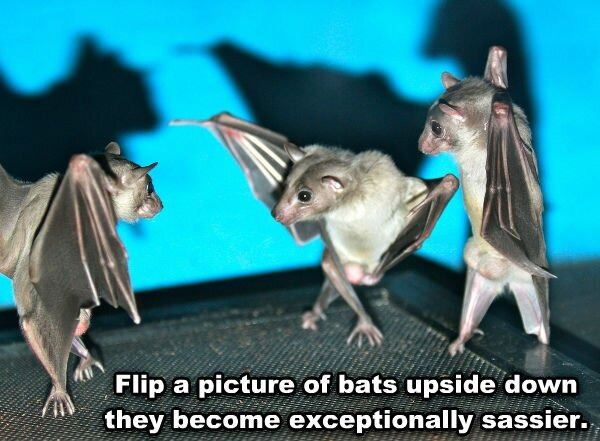 Name:  Upside_Down_Bats.jpg
Views: 887
Size:  60.8 KB