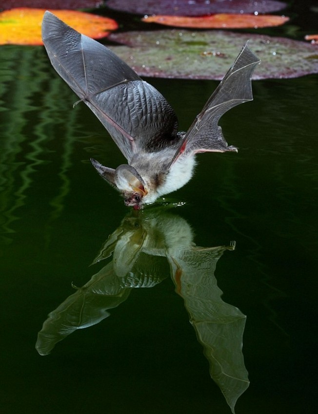 Name:  fruitbatdrinking.jpg
Views: 426
Size:  96.8 KB