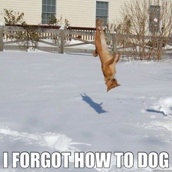 Name:  Forgot_How_To_Dog238.jpg
Views: 490
Size:  57.3 KB