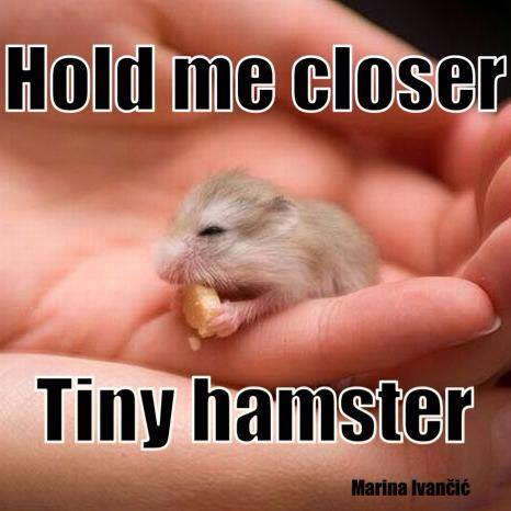 Name:  hams.jpg
Views: 457
Size:  30.3 KB