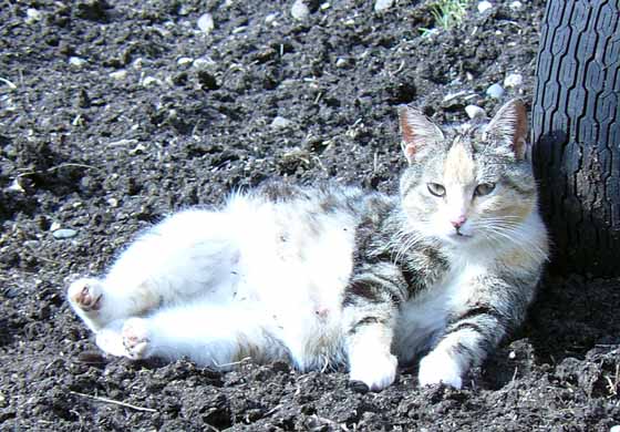 Name:  babykitteh.jpg
Views: 408
Size:  71.2 KB